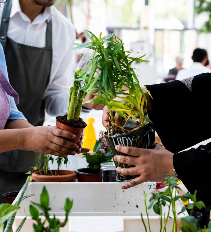 Why Gardening Feels Therapeutic in Modern Life