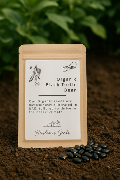 Seeds Organic Black Turtle Bean Heirloom