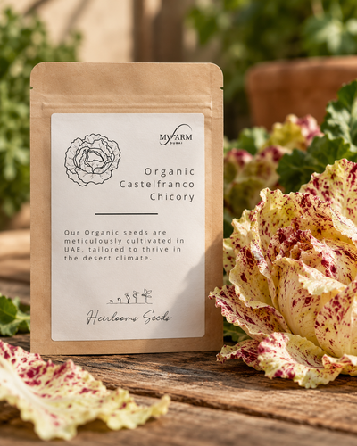 Organic Heirloom Castelfranco Chicory Seeds