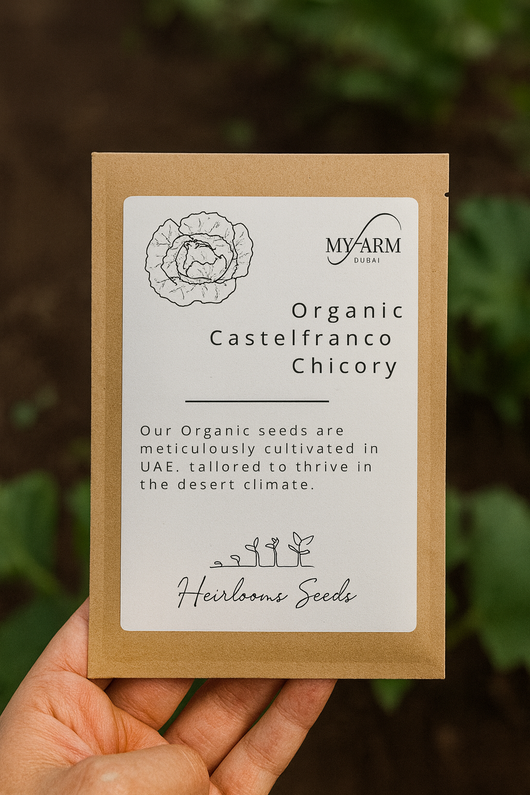 Organic Heirloom Castelfranco Chicory Seeds