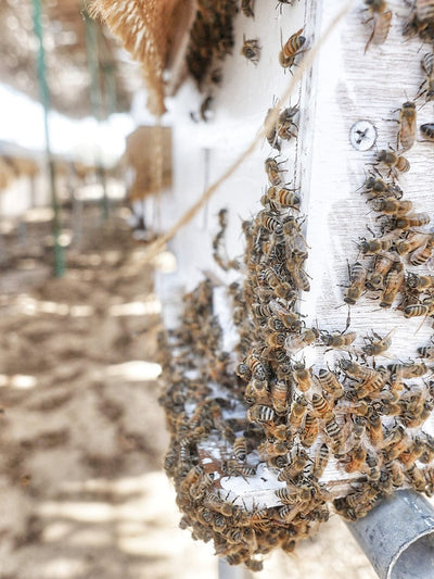 Pure Honey Raw Honeycomb on Wooden Frame Comb