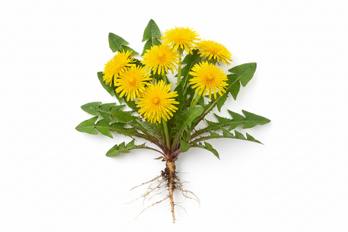 Organic Dried Dandelion