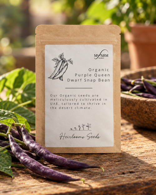 Organic Heirloom Purple Queen Dwarf Snap Bean Seeds