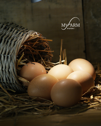 Farm Fresh Large Eggs Organic