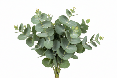 Organic Dried Eucalyptus