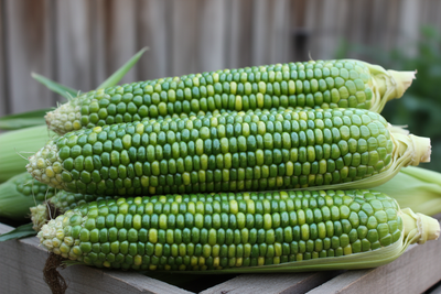Green Dent Corn