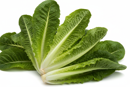 بذور خس روماني عضوي من أصناف تراثية