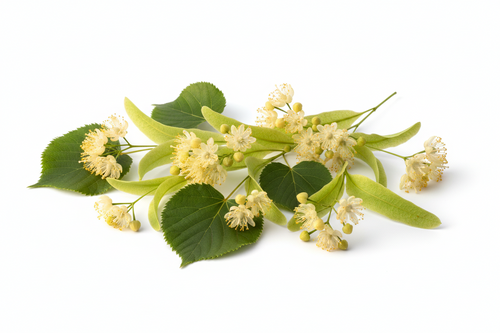 Organic Dried Linden