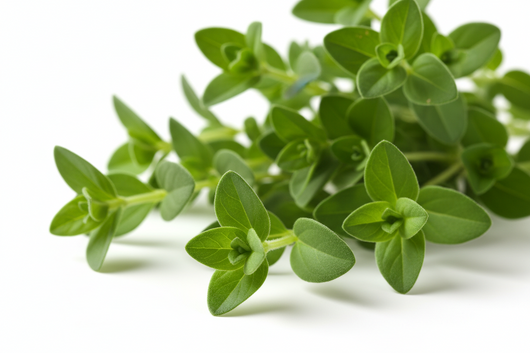 Organic Marjoram
