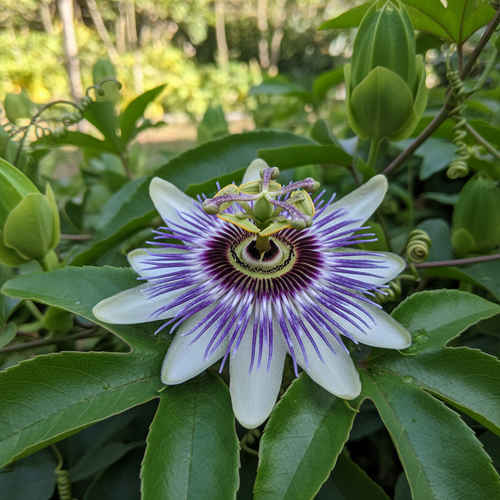 Organic Dried Passion flower
