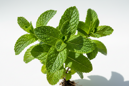 Organic Dried Peppermint
