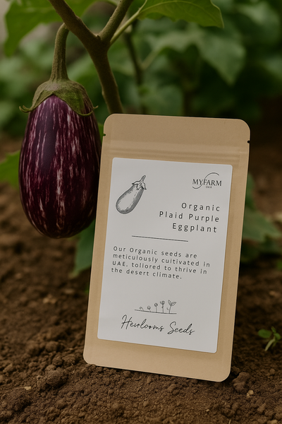 بذور باذنجان أرجواني عضوي منقوش من أصناف تراثية