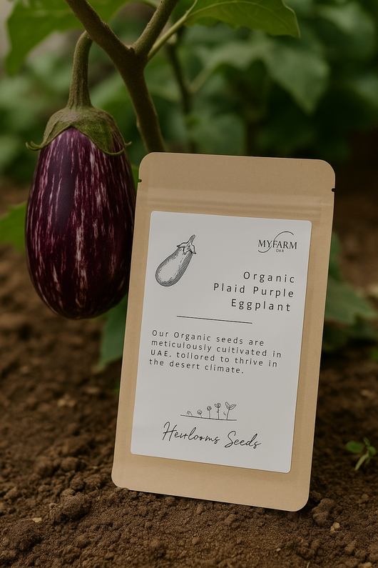 بذور باذنجان أرجواني عضوي منقوش من أصناف تراثية