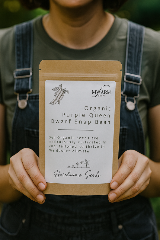 بذور الفاصوليا القزمة الأرجوانية العضوية التراثية