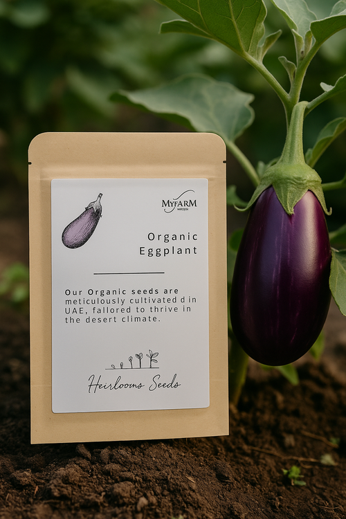 بذور باذنجان أرجواني عضوي من الأصناف القديمة