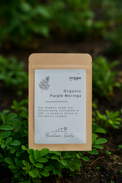 بذور شجرة المورينجا الوردية الأرجوانية التراثية