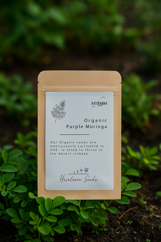 بذور شجرة المورينجا الوردية الأرجوانية التراثية