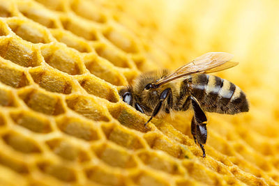 Pure Honey Raw Honeycomb on Wooden Frame Comb