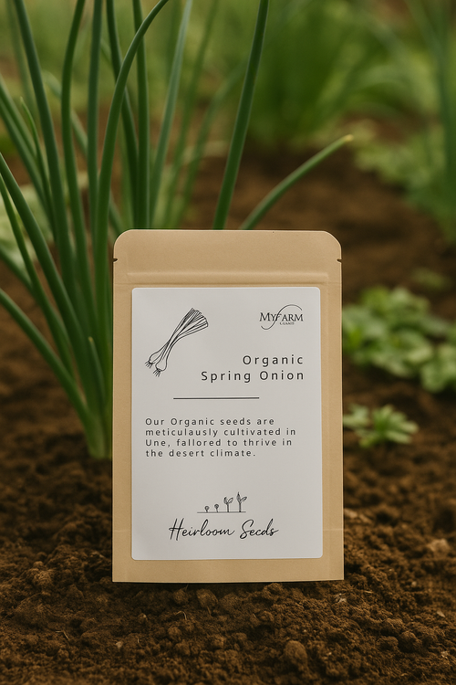 بذور بصل الربيع العضوي من الأصناف القديمة