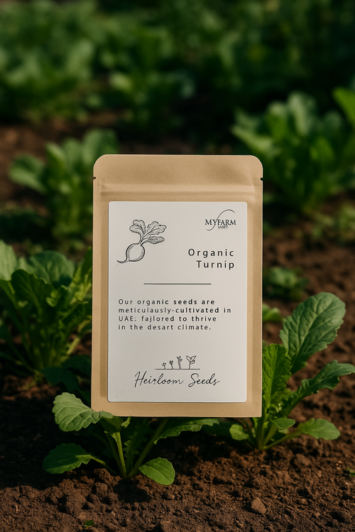 بذور اللفت العضوي الأصيل