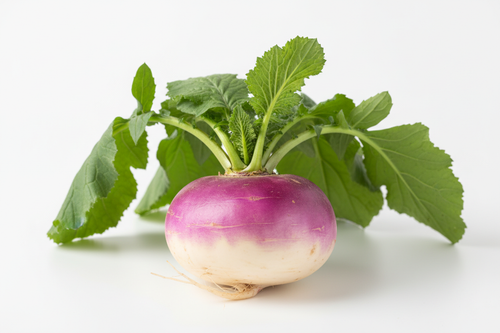 بذور اللفت العضوي الأصيل