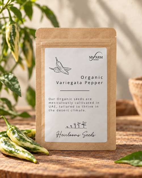 Organic Heirloom Variegata Pepper Seeds