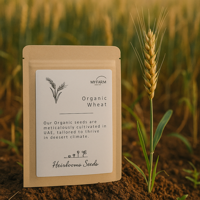 Local Organic Wheat Seeds Heirloom