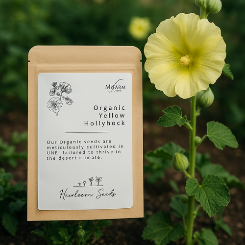 بذور زهرة الخطمي العضوية الصفراء التراثية