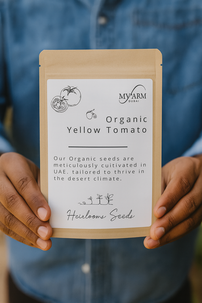 بذور الطماطم الصفراء العضوية التراثية